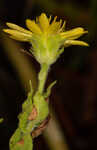 Pineland goldenaster